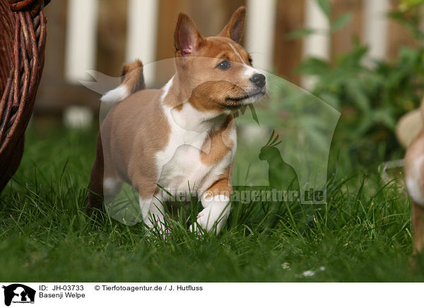 Basenji Welpe / Basenji puppy / JH-03733