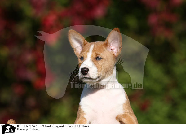 Basenji Portrait / Basenji Portrait / JH-03747