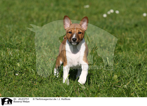 Basenji Welpe / Basenji puppy / JH-03751