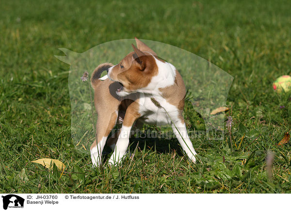 Basenji Welpe / Basenji puppy / JH-03760