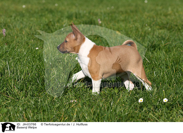 Basenji Welpe / JH-03766