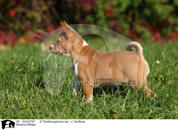 Basenji Welpe / Basenji puppy / JH-03767