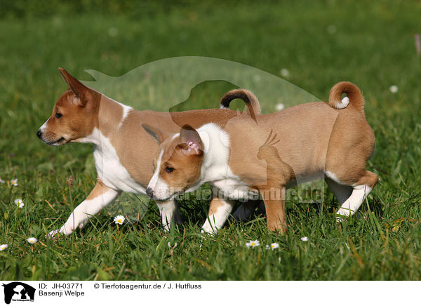 Basenji Welpe / Basenji puppy / JH-03771