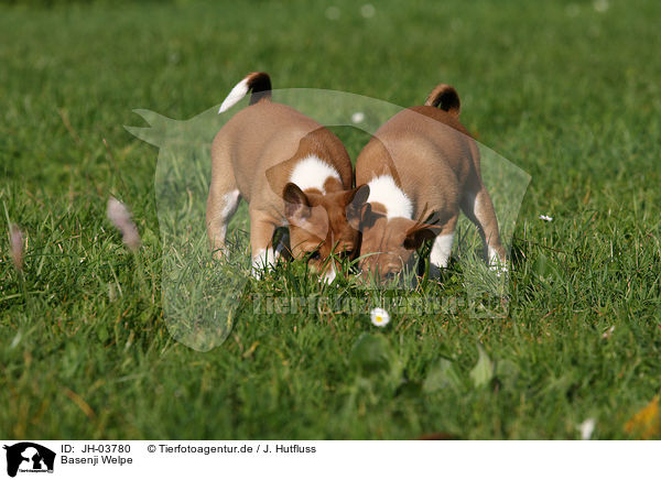 Basenji Welpe / Basenji puppy / JH-03780