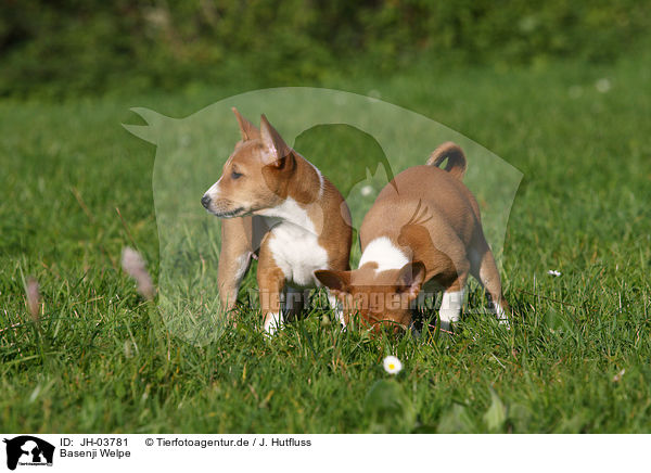 Basenji Welpe / Basenji puppy / JH-03781