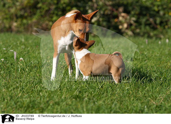 Basenji Welpe / Basenji puppy / JH-03789