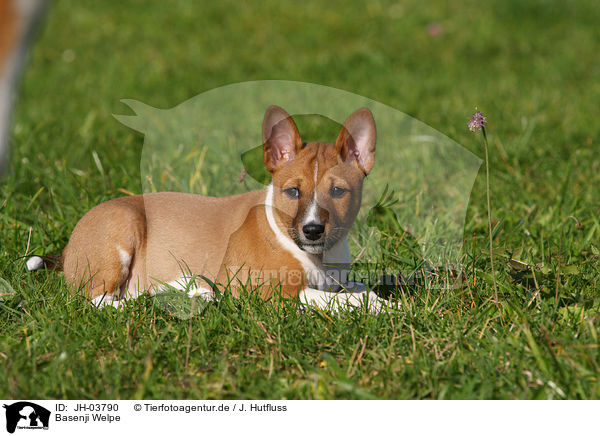 Basenji Welpe / Basenji puppy / JH-03790
