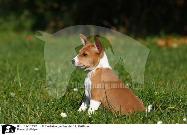 Basenji Welpe / Basenji puppy / JH-03792