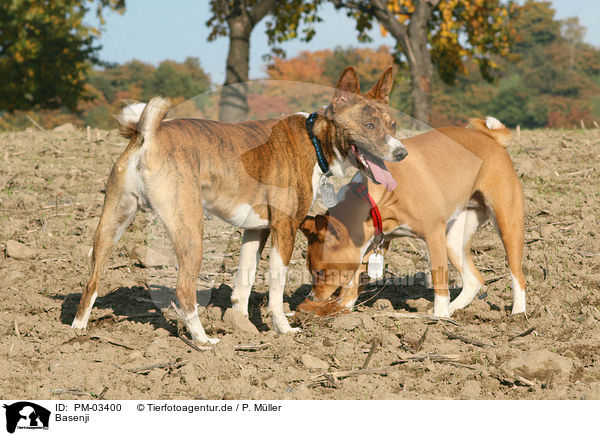 Basenji / Basenji / PM-03400