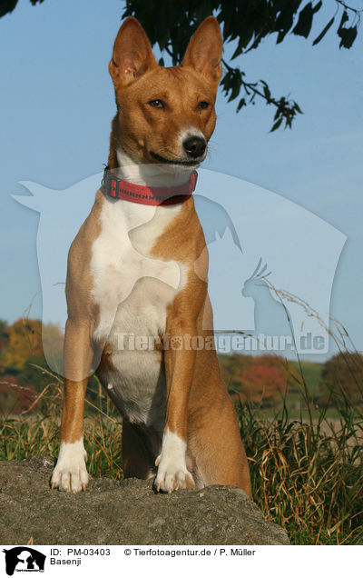 Basenji / Basenji / PM-03403