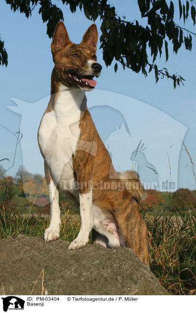 Basenji / Basenji / PM-03404