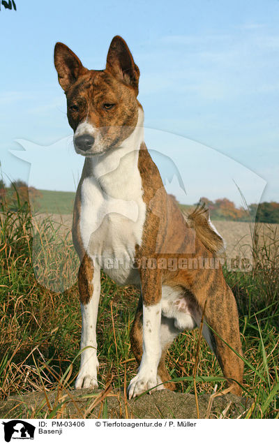 Basenji / Basenji / PM-03406