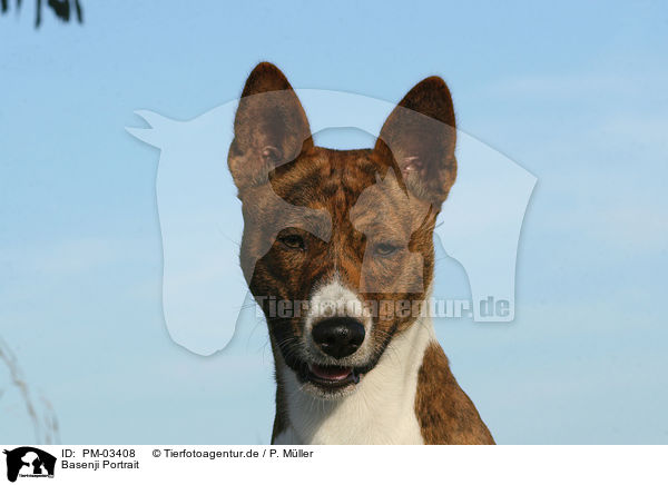Basenji Portrait / Basenji Portrait / PM-03408