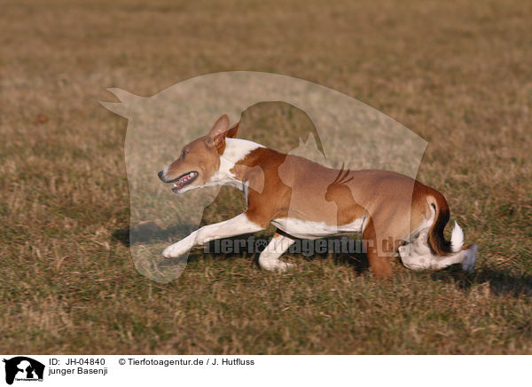 junger Basenji / young Basenji / JH-04840