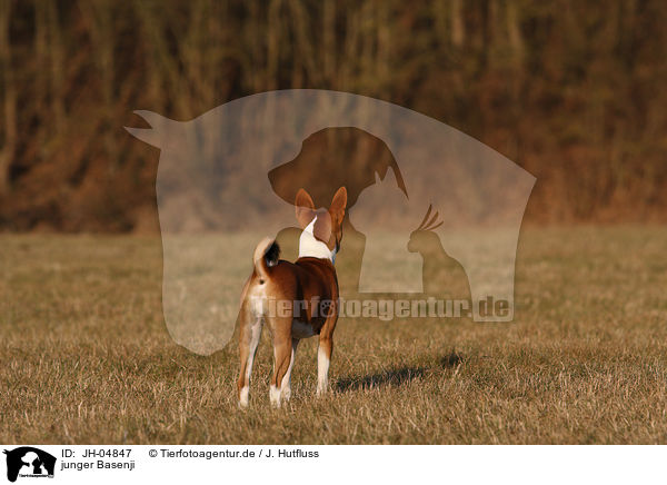 junger Basenji / young Basenji / JH-04847