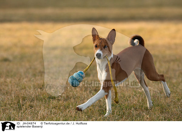 spielender Basenji / playing Basenji / JH-04874