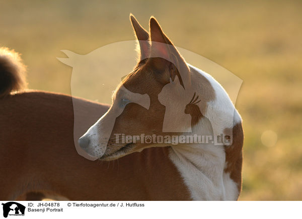 Basenji Portrait / Basenji Portrait / JH-04878