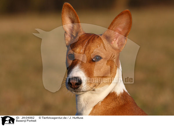 Basenji Portrait / Basenji Portrait / JH-04882