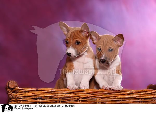 Basenji Welpen / Basenji puppies / JH-08683