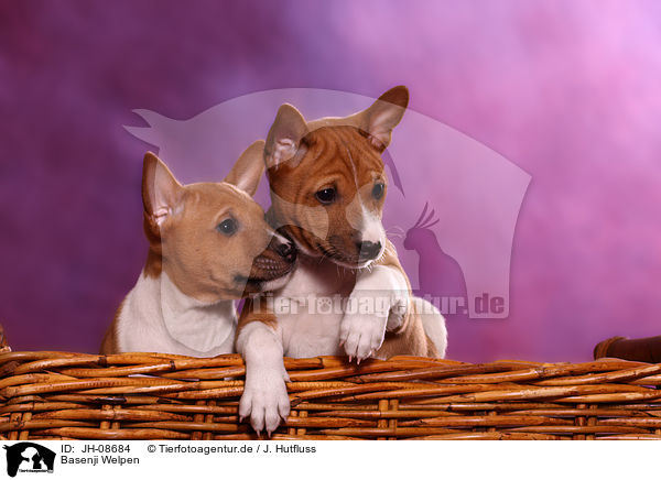 Basenji Welpen / Basenji puppies / JH-08684