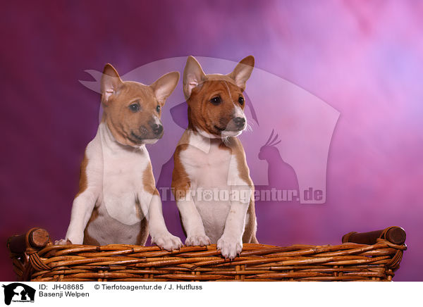 Basenji Welpen / Basenji puppies / JH-08685