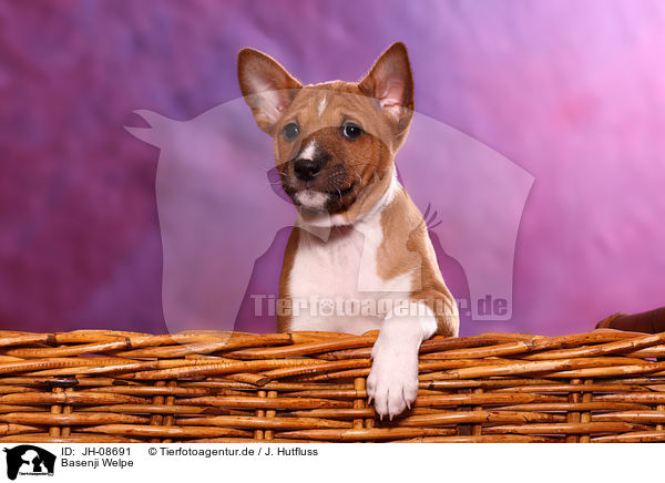 Basenji Welpe / Basenji puppy / JH-08691