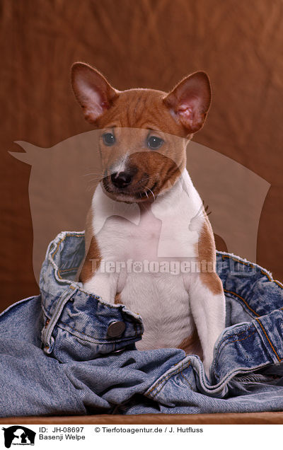 Basenji Welpe / Basenji puppy / JH-08697