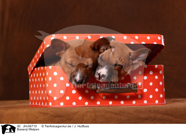 Basenji Welpen / Basenji puppies / JH-08710