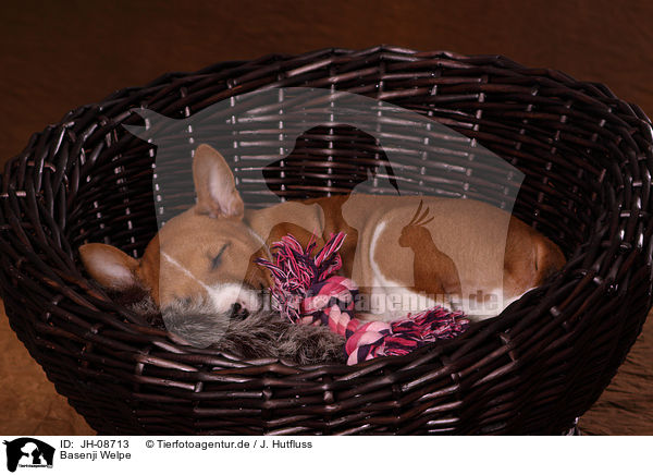 Basenji Welpe / Basenji puppy / JH-08713