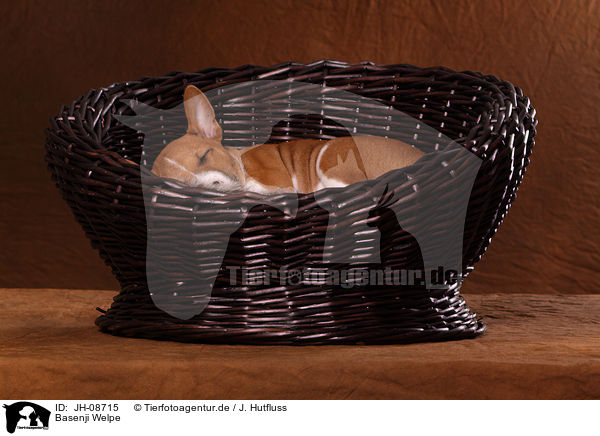 Basenji Welpe / JH-08715