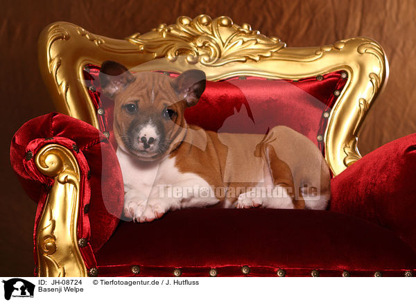 Basenji Welpe / Basenji puppy / JH-08724