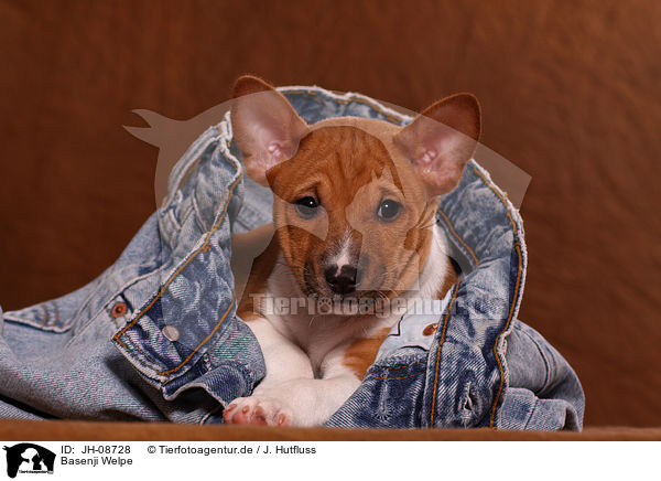 Basenji Welpe / Basenji puppy / JH-08728