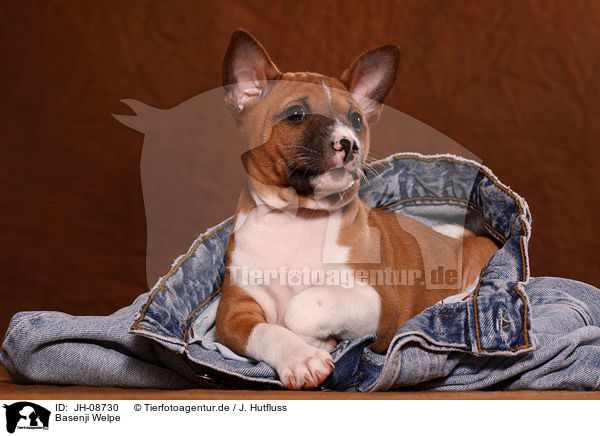 Basenji Welpe / Basenji puppy / JH-08730
