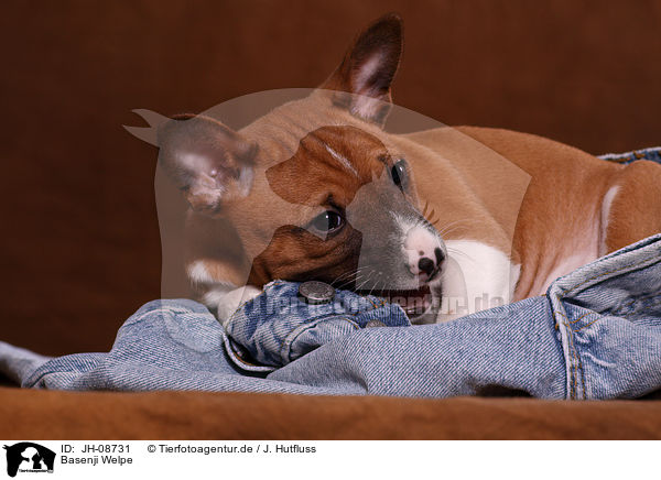 Basenji Welpe / Basenji puppy / JH-08731