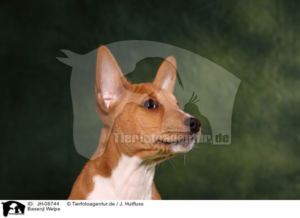 Basenji Welpe / Basenji Puppy / JH-08744