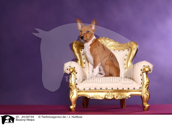 Basenji Welpe / Basenji Puppy / JH-08748