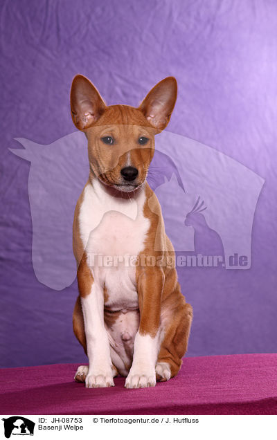 Basenji Welpe / JH-08753