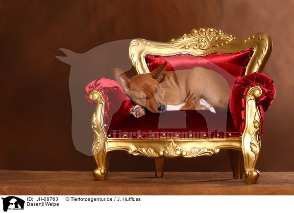 Basenji Welpe / Basenji Puppy / JH-08763