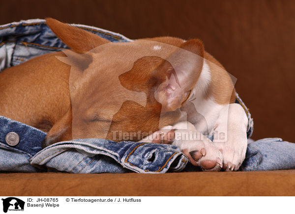 Basenji Welpe / JH-08765