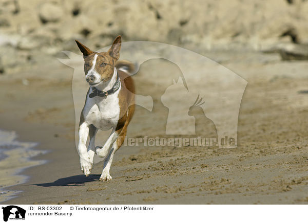 rennender Basenji / running Basenji / BS-03302