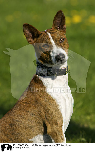 Basenji Portrait / Basenji Portrait / BS-03304