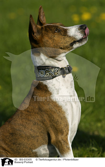 Basenji Portrait / BS-03305