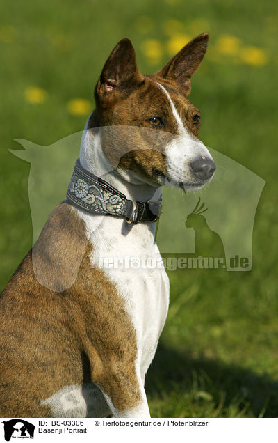 Basenji Portrait / Basenji Portrait / BS-03306