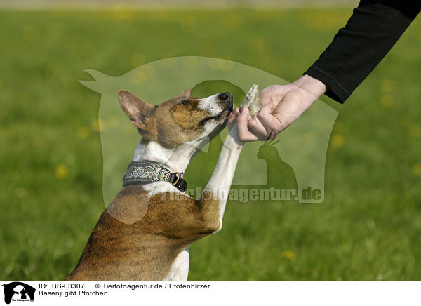 Basenji gibt Pftchen / Basenji gives paw / BS-03307