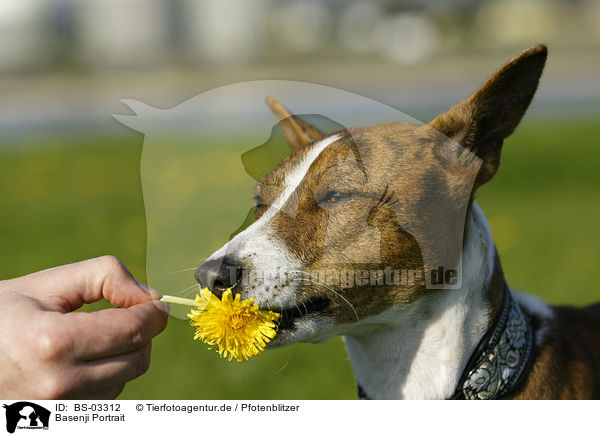 Basenji Portrait / Basenji Portrait / BS-03312