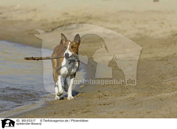 spielender Basenji / playing Basenji / BS-03317