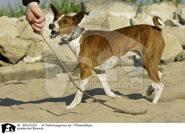 spielender Basenji / playing Basenji / BS-03323