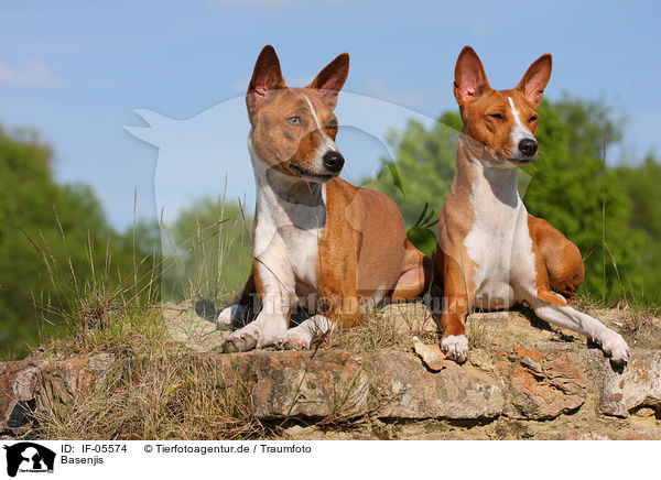 Basenjis / Basenjis / IF-05574
