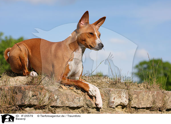 Basenji / Basenji / IF-05579