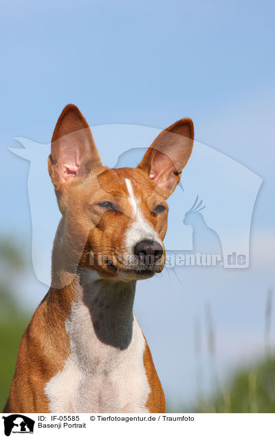 Basenji Portrait / Basenji Portrait / IF-05585